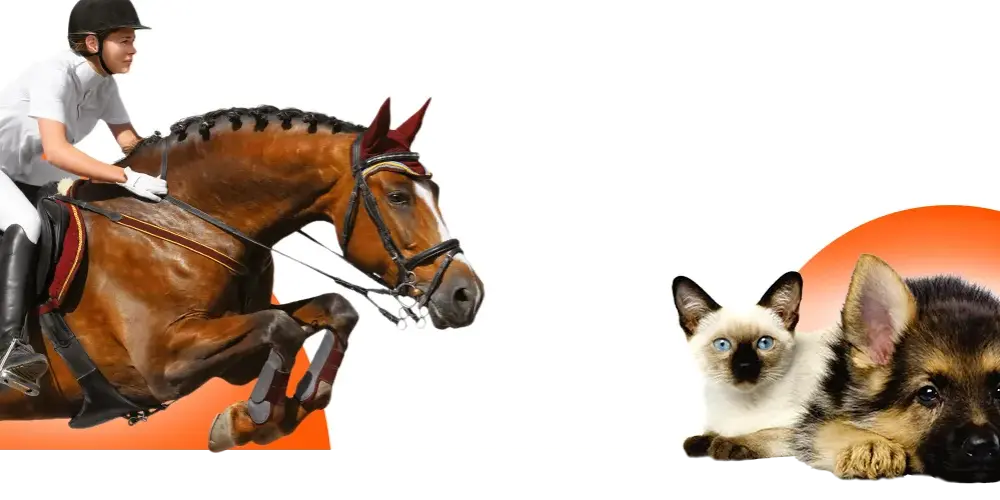 Najlepsze legginsy jeździeckie z silikonowym lejem - komfort i stabilność
