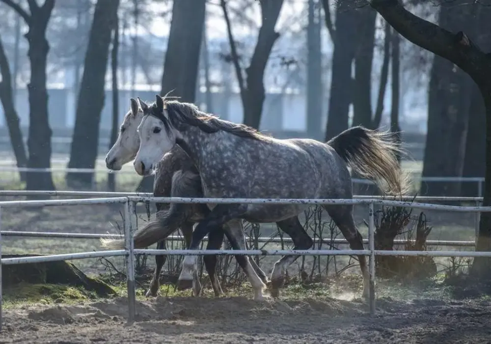 Zdrowy jak koń - co naprawdę oznacza ta fraza i jak dbać o zdrowie?