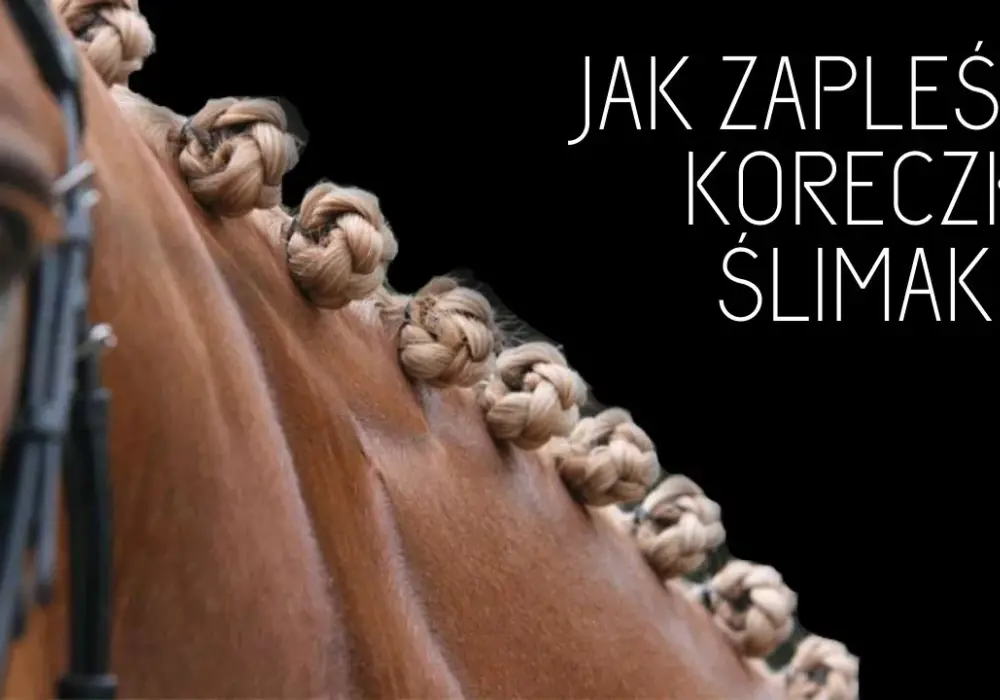 Jak zrobić koreczki u konia - proste kroki, by uniknąć kłopotów z grzywą