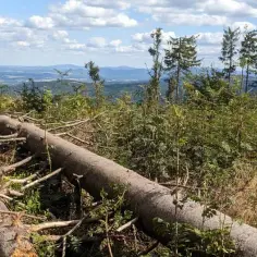 Jak dojść na Borówkową Górę – sprawdzone trasy i porady dla turystów