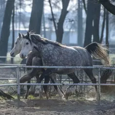 Zdrowy jak koń - co naprawdę oznacza ta fraza i jak dbać o zdrowie?