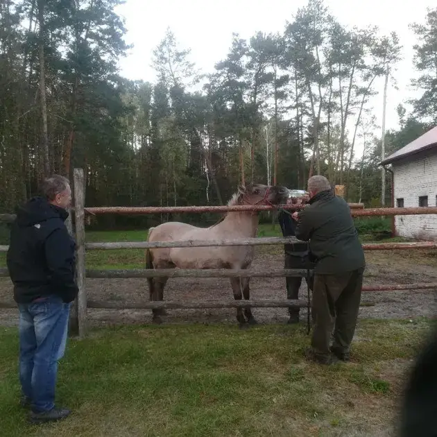 Zdjęcie Zdrowy jak koń - co naprawdę oznacza ta fraza i jak dbać o zdrowie?